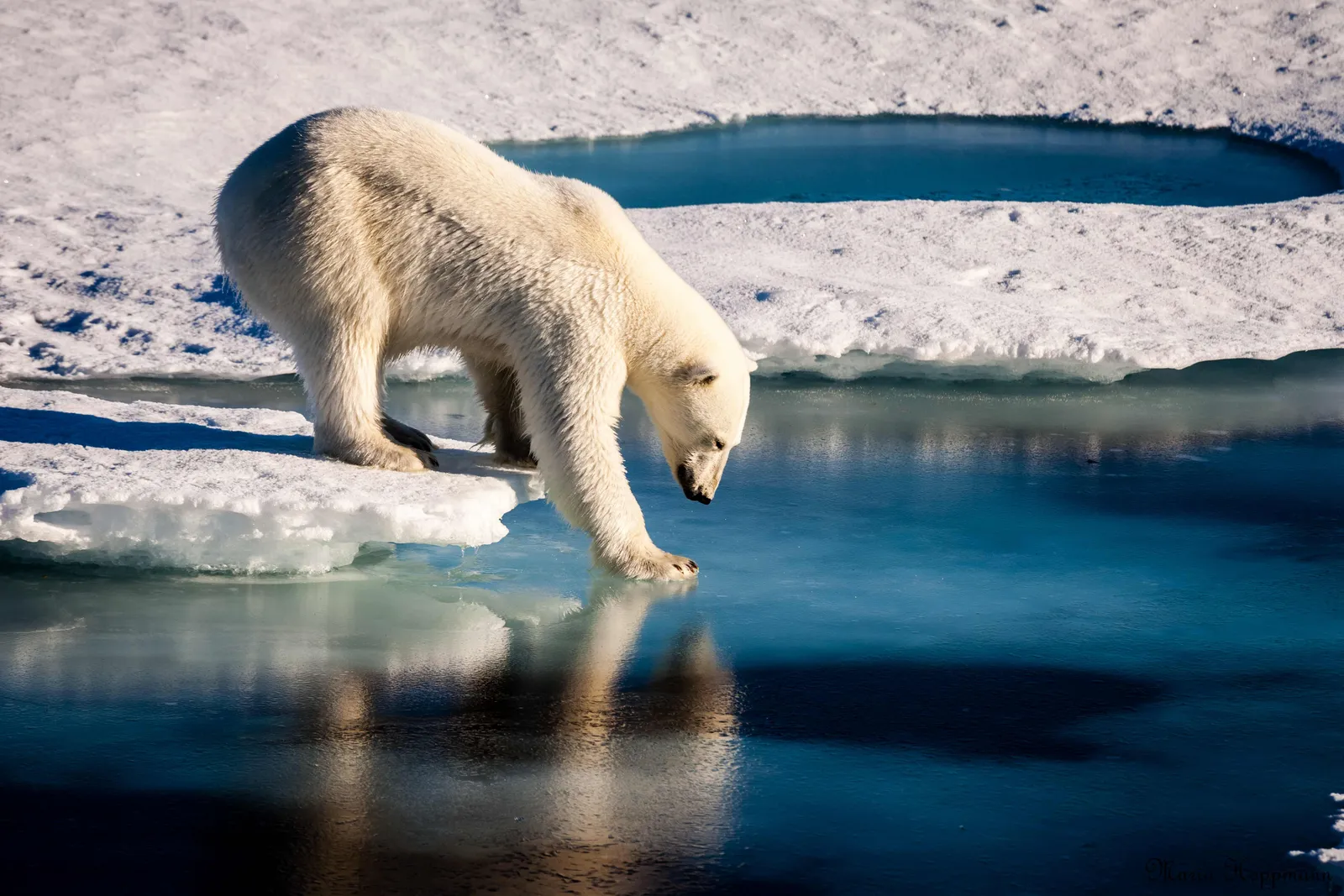 Climate Change, Thinning Ice, and a Future That Smells Different (Polar Bears Across the Arctic Face Shorter Sea Ice Season, Public domain)