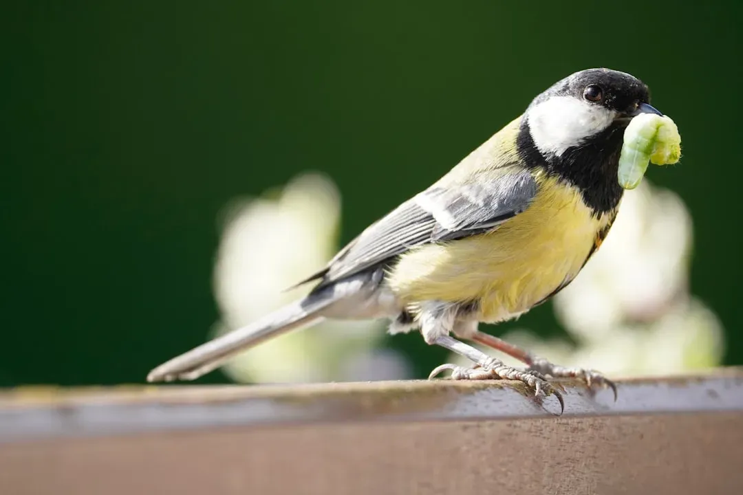 1. They Are Nature's Best Pest Controllers (Image Credits: Unsplash)