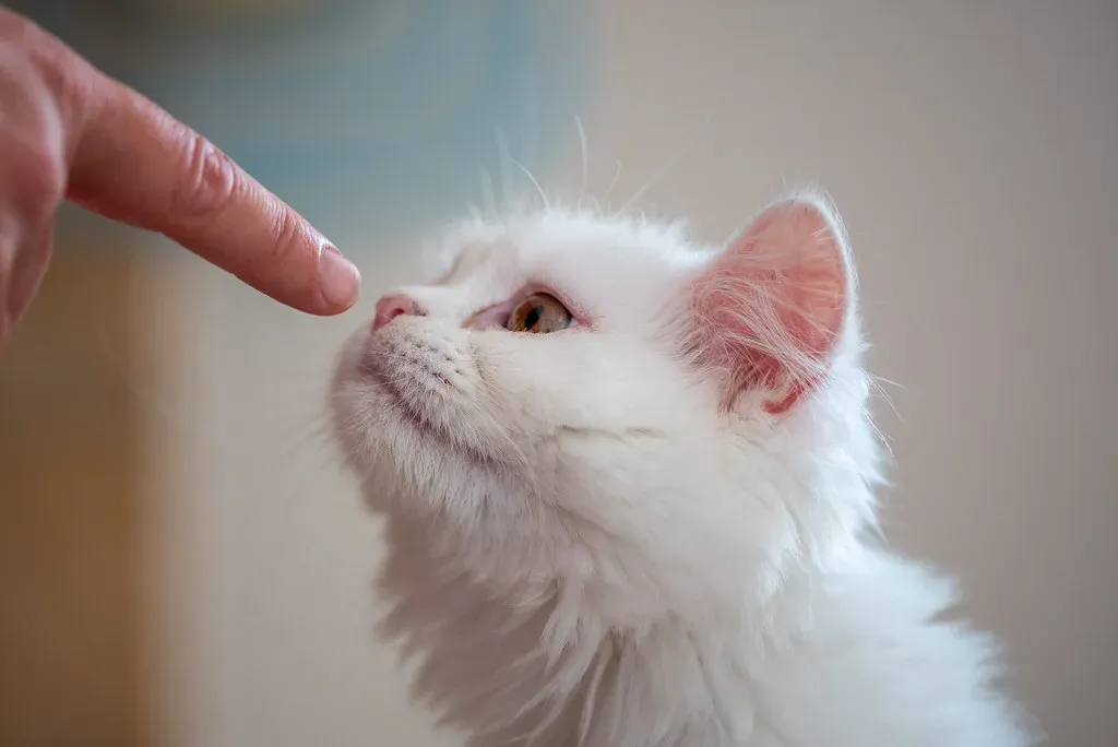 Turkish Angora: The Playful Acrobat That Picks a Favorite Person (Image Credits: Flickr)