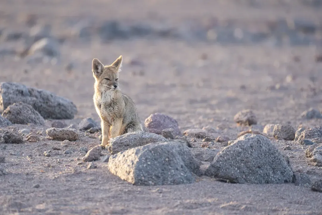 Threatened Wonders: The Desert's Fragile Future (Image Credits: Unsplash)