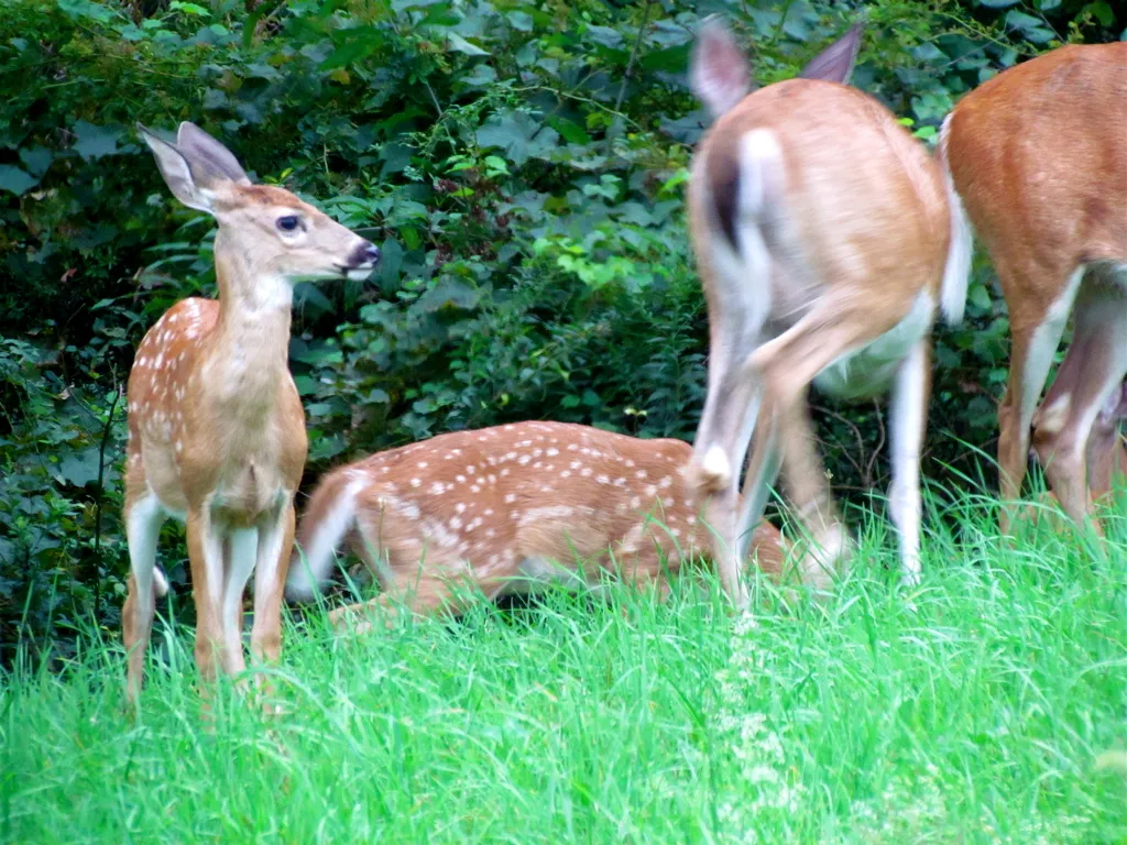 1. A Doe Leaves Her Fawn Sleeping in Your Yard (audreyjm529, Flickr, CC BY 2.0)