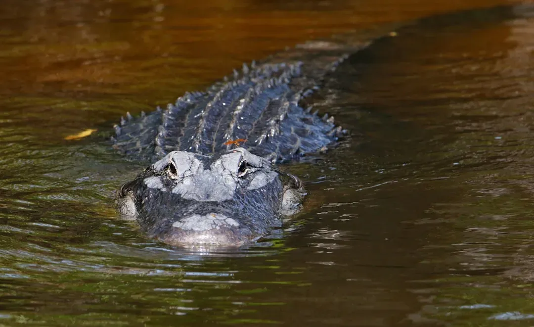 Georgia: The Hidden Gator Haven (Image Credits: Unsplash)