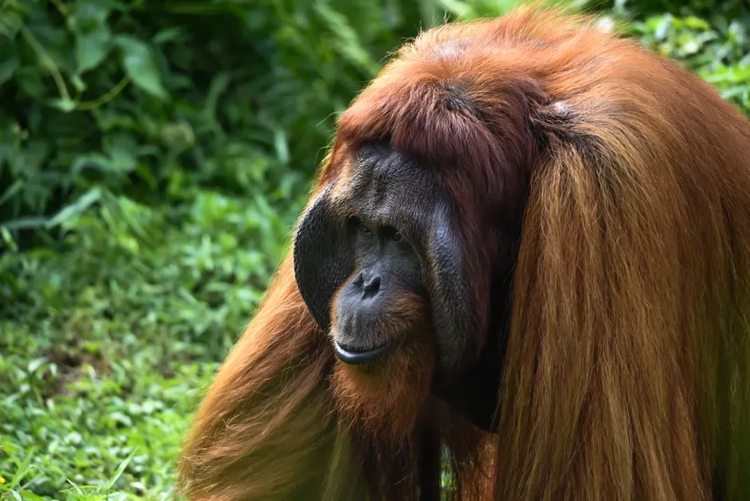 Bornean Orangutan: Borneo’s Tree Dweller (Image Credits: Unsplash)