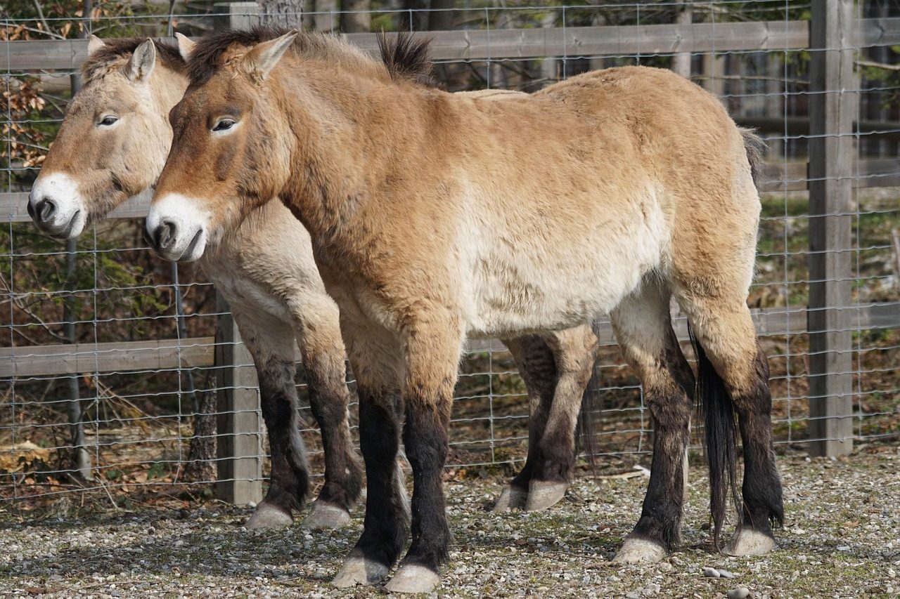 Przewalski's Horse: The Last True Wild Horse (Image Credits: Pixabay)