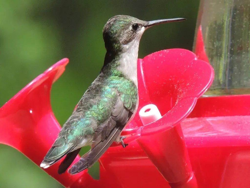 Conclusion: Small Bird, Enormous Story (jgates513, Flickr, CC BY-SA 2.0)