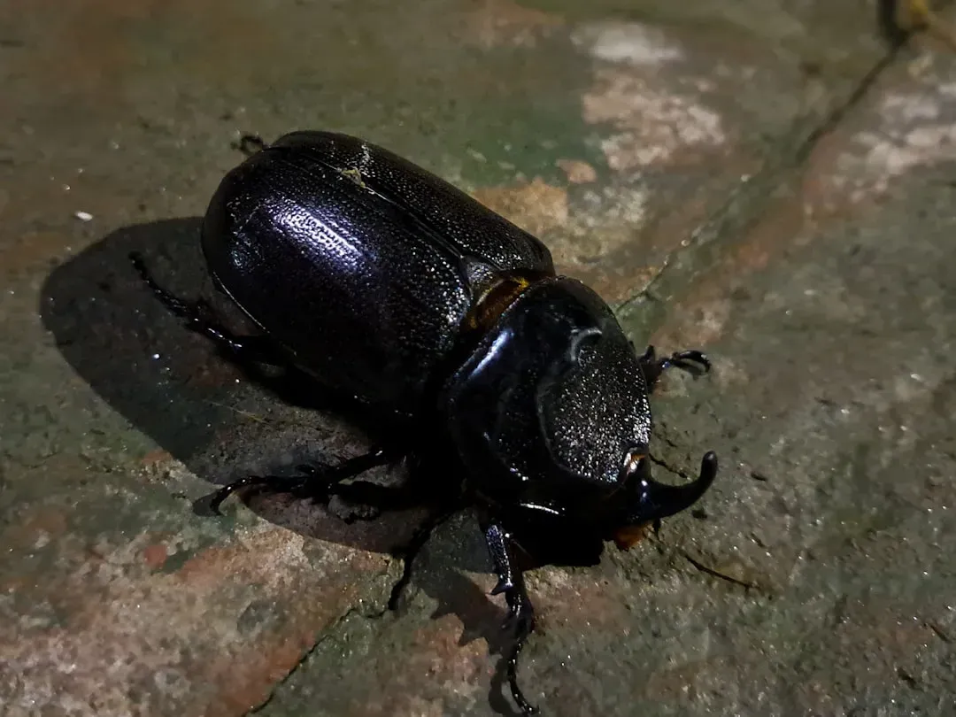 Dung Beetles Navigate Using Moonlight Like Ancient Mariners (Image Credits: Unsplash)