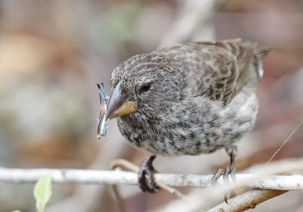 The Vampire Finch: Tiny Bird with a Bloodthirsty Secret (Image Credits: Flickr)