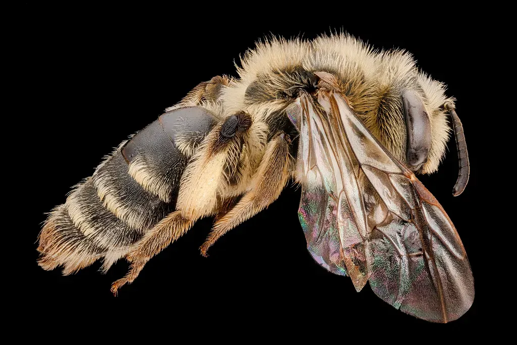 What Extreme Animals Are Teaching Us About Our Own Biology and Future (Image Credits: Flickr)