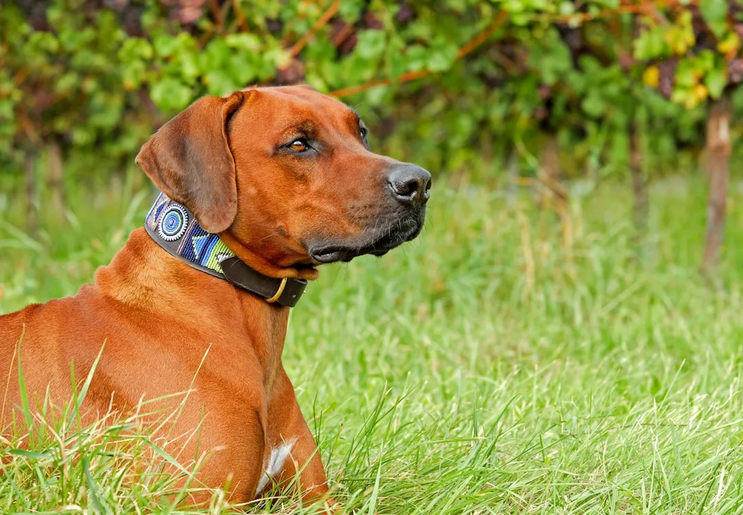 #5 Leo and the Rhodesian Ridgeback (Image Credits: Unsplash)