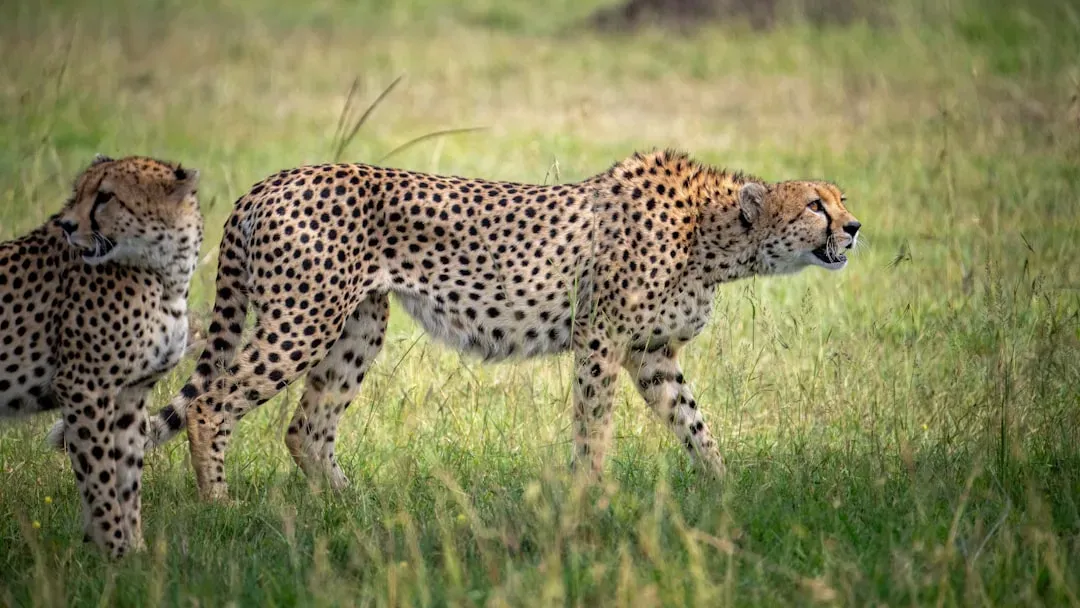 The Cheetah's Bird-Like Chirp (Image Credits: Unsplash)