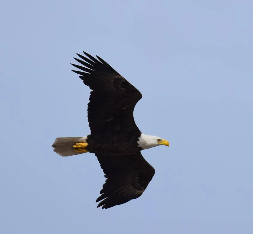 #7: Safe Distance From Rival Eagles and Other Predators (USFWS/Southeast, Flickr, CC BY 2.0)