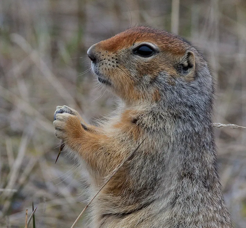 #1. There Are Far More Species Than You Think (mypubliclands, Flickr, CC BY 2.0)