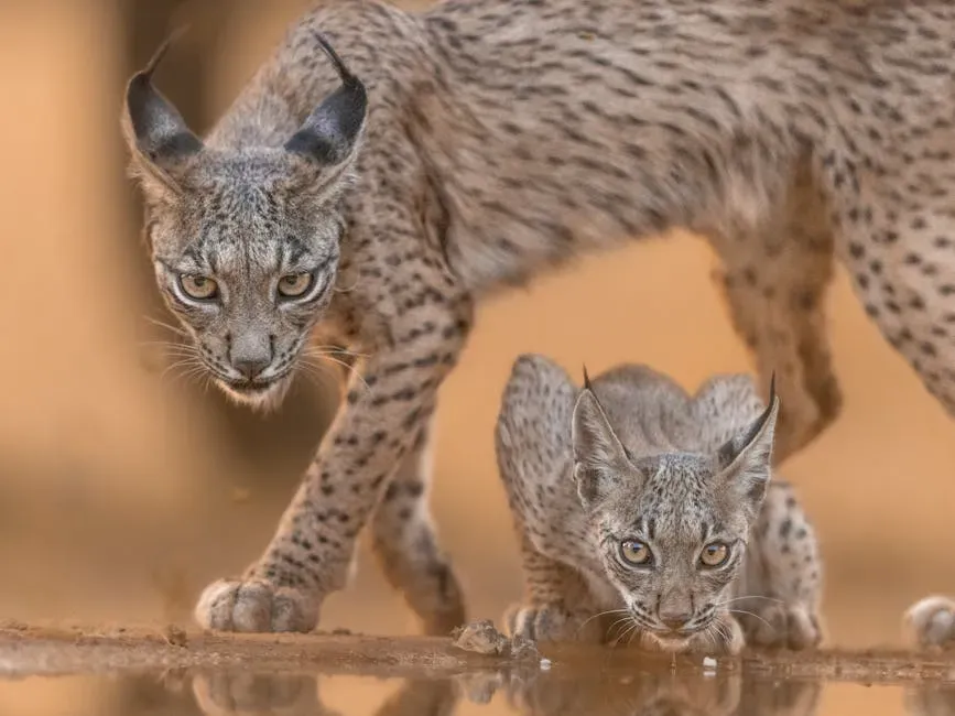 2. The Iberian Lynx: Europe's Most Endangered Cat Finds Its Footing (Image Credits: Pexels)
