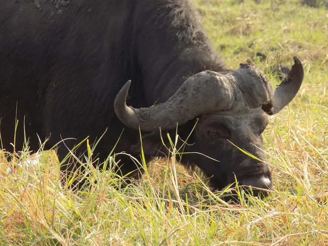 8. The African Buffalo: The Grudge Holder of the Savanna (Image Credits: Unsplash)