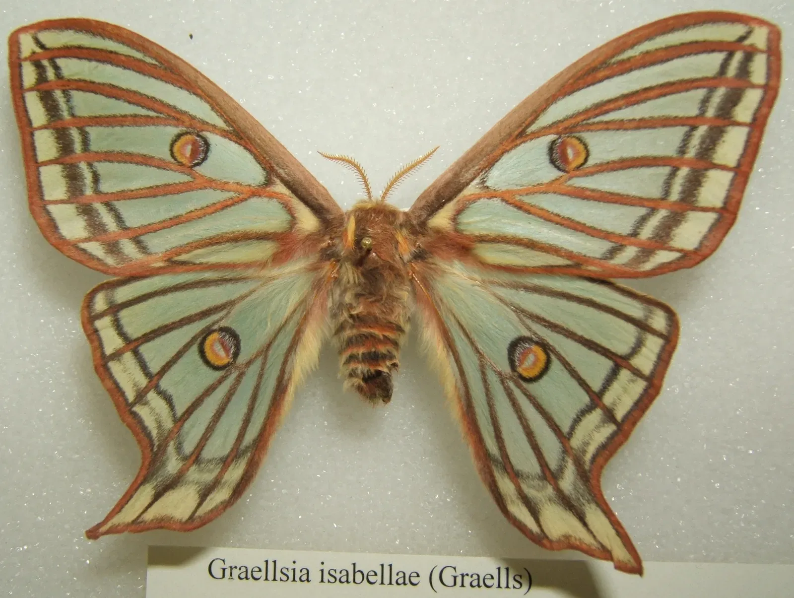 Spanish Moon Moth (Image Credits: Wikimedia)