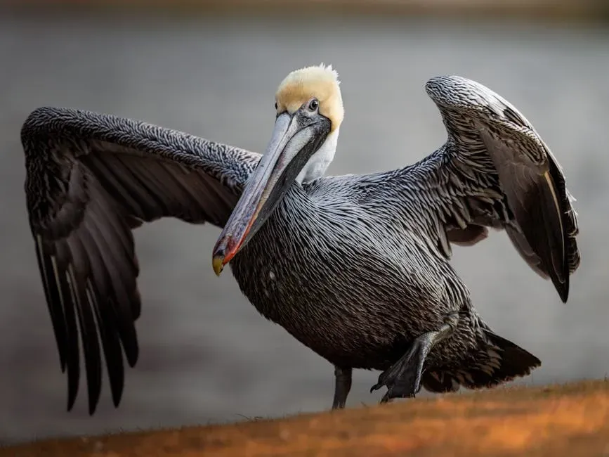 6. The Brown Pelican (Louisiana) - The Comeback Kid of the Gulf (Image Credits: Pexels)