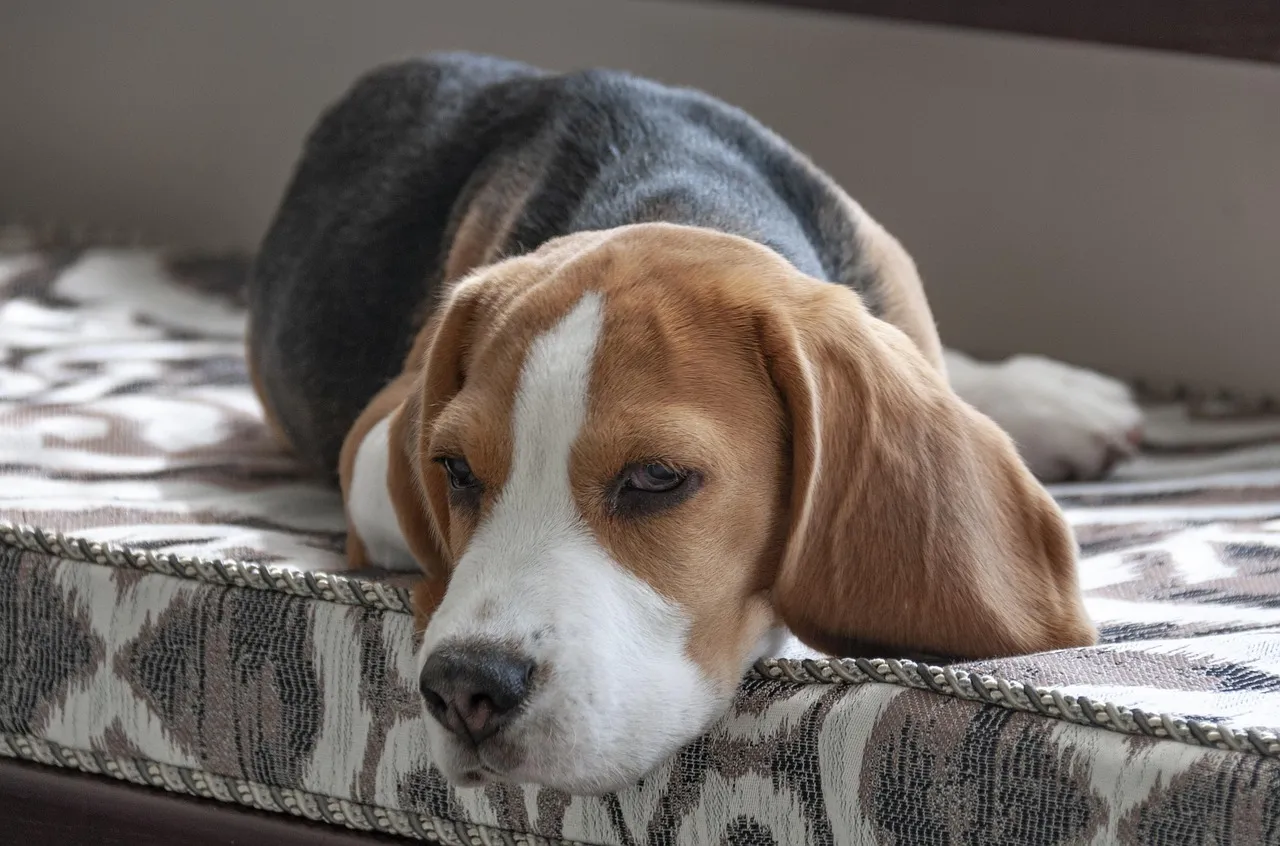 #9 - A Tired Dog Is Not the Same as a Regulated Dog (Image Credits: Pixabay)