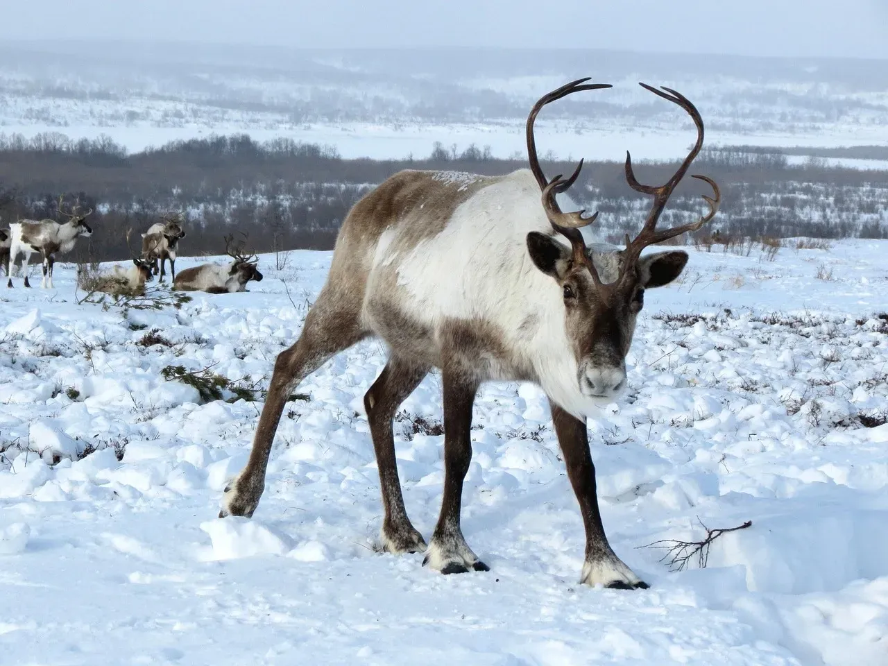 They Form Herds of Nearly Half a Million Animals (Image Credits: Pixabay)