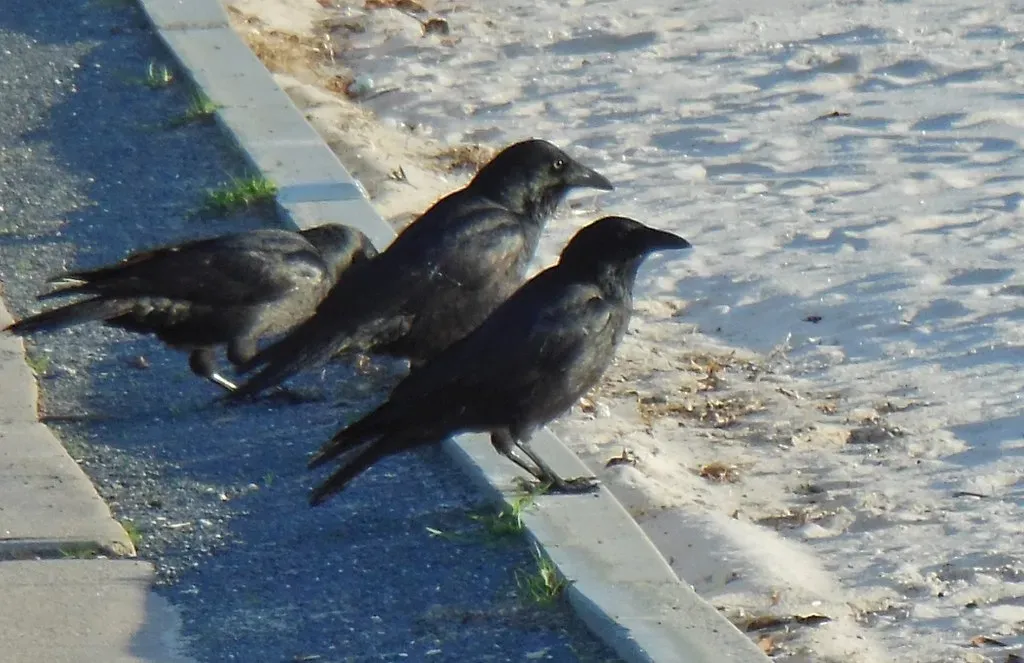 Crows and Magpies: The Unexpected Mourners (Image Credits: Flickr)