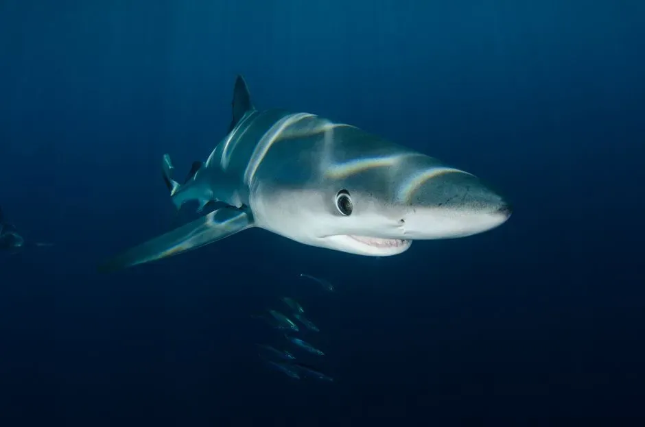 Sagittarius: The Blue Shark (Image Credits: Pexels)