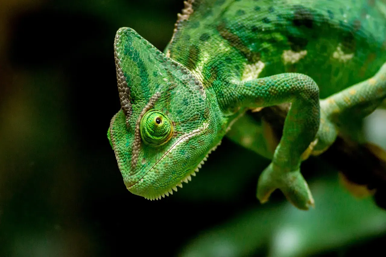 The Skin Layer Architecture: How the Biology Actually Works (Image Credits: Pixabay)