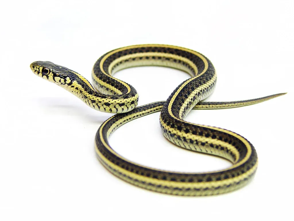Myth #4: You Can Identify a Venomous Snake by Its Head Shape (Furryscaly, Flickr, CC BY-SA 2.0)
