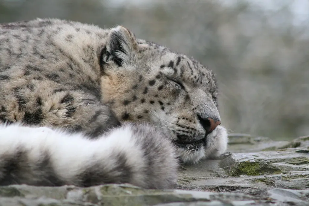 #8: They Are a Keystone Species for an Entire Mountain Ecosystem (Sideshow_Matt, Flickr, CC BY 2.0)
