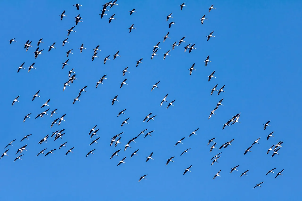 Genetic and Evolutionary Factors (Image Credits: Pixabay)