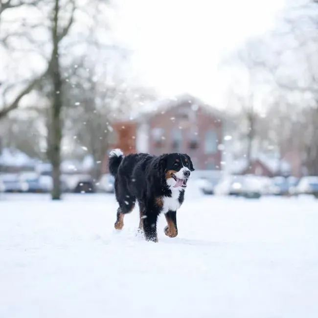 Bernese Mountain Dog: The Fluffy Gentle Giant (Image Credits: Pexels)