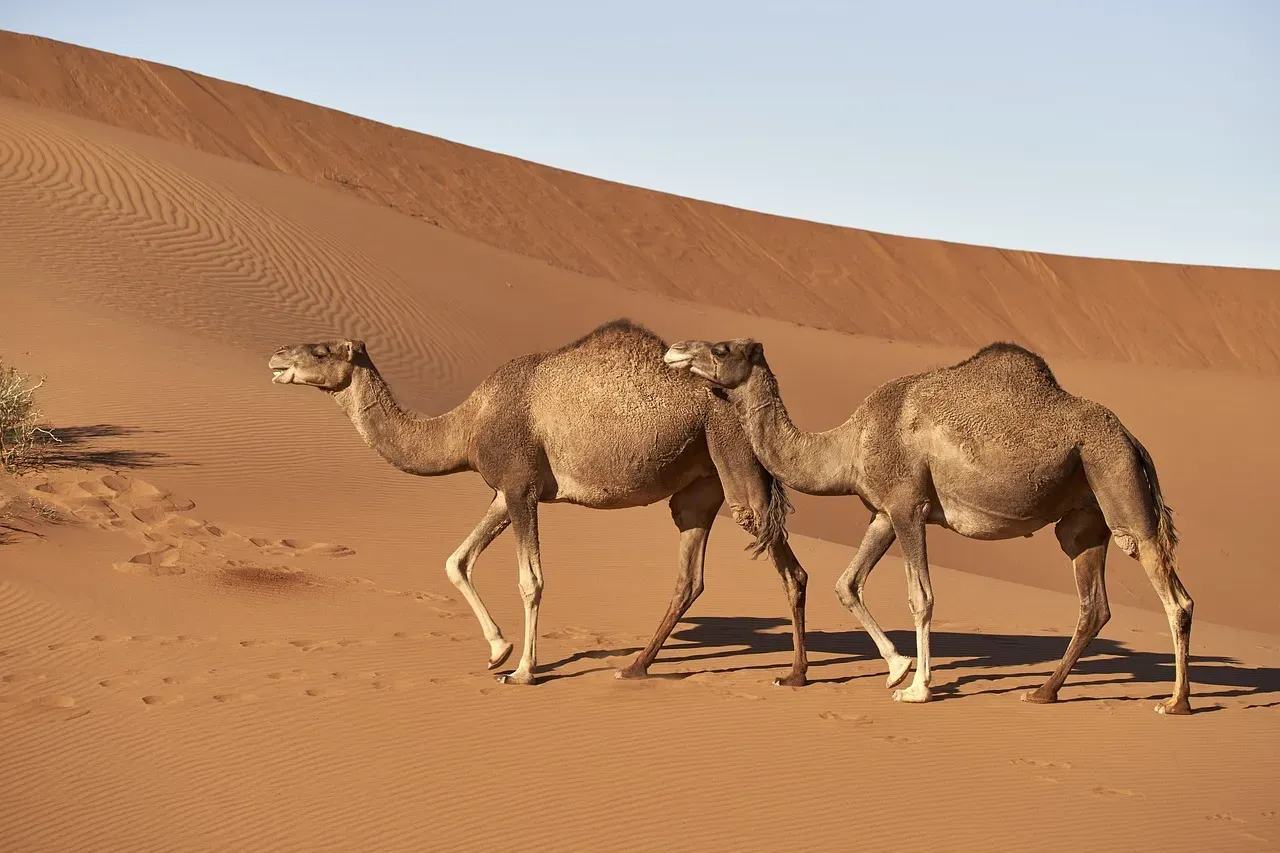 1. The Camel's Legendary Fat-Storing Humps (Image Credits: Pixabay)