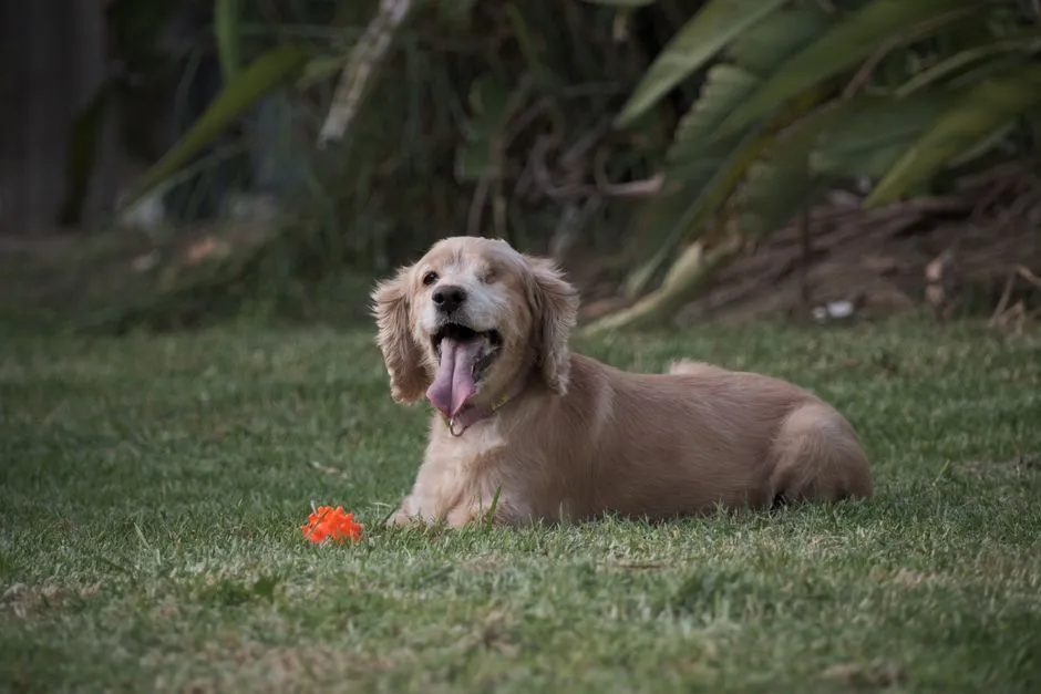 #4 - Panting at Odd Times (Especially at Rest) (Image Credits: Pexels)
