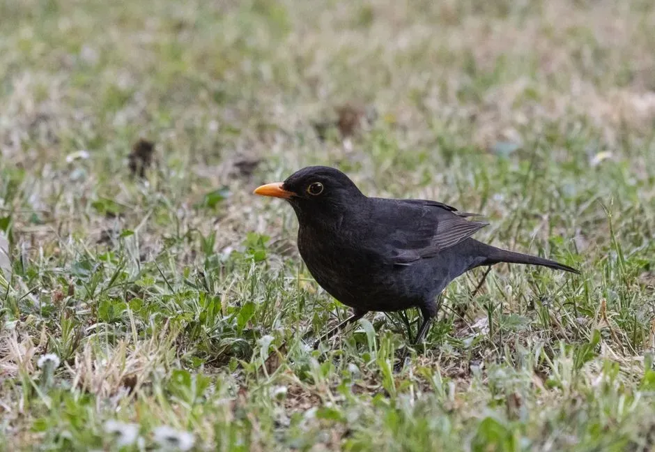 #8 - Eurasian Blackbird: Still Here, But Not Really Thriving (Image Credits: Pexels)