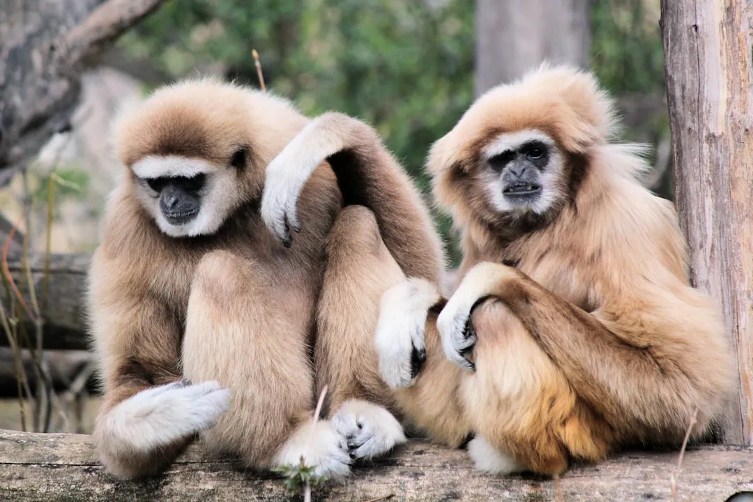 #10 - Gibbons Sing Love Songs Every Morning - Until One Voice Goes Quiet (Image Credits: Unsplash)