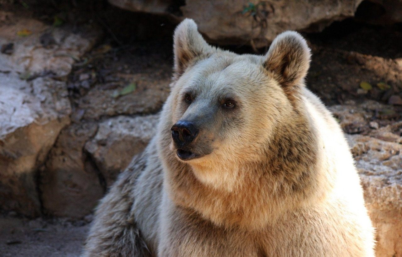 Virgo: The Methodical Bear of Ancient Wisdom (Image Credits: Pixabay)