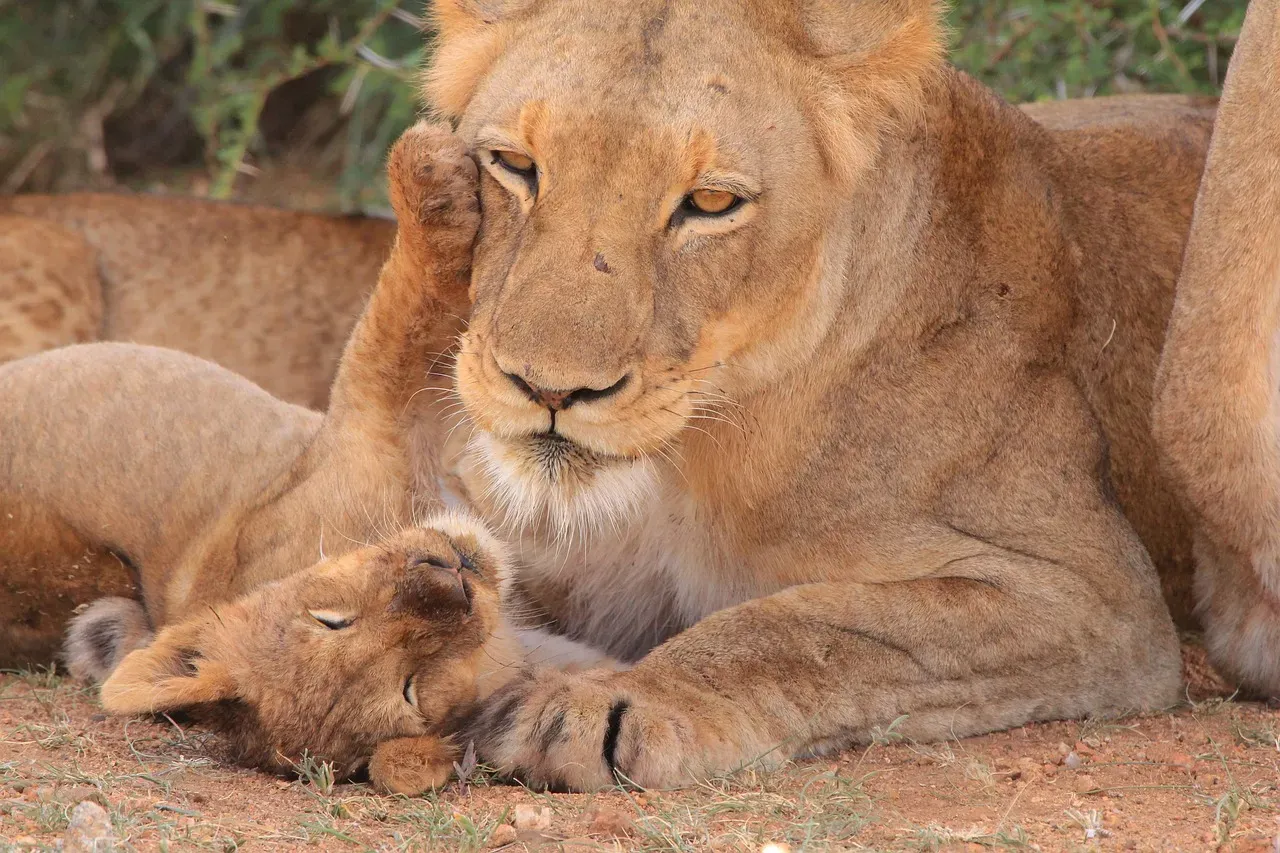 Lioness Mothers: Fierce Hunters and Protectors (Image Credits: Pixabay)