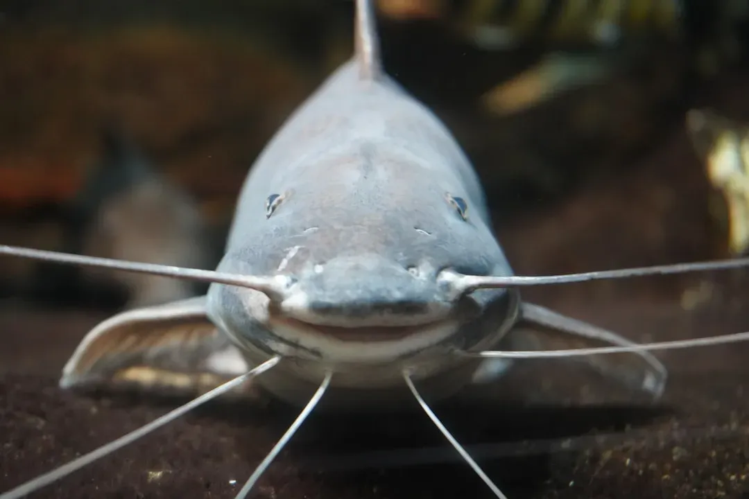 The Toothless Blindcat: Deep Below San Antonio (Image Credits: Unsplash)