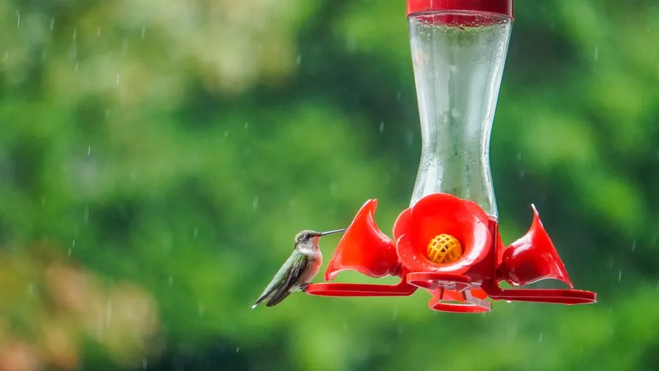 #10 - They'll Risk a Downpour When the Nectar Is Worth It (Image Credits: Pexels)