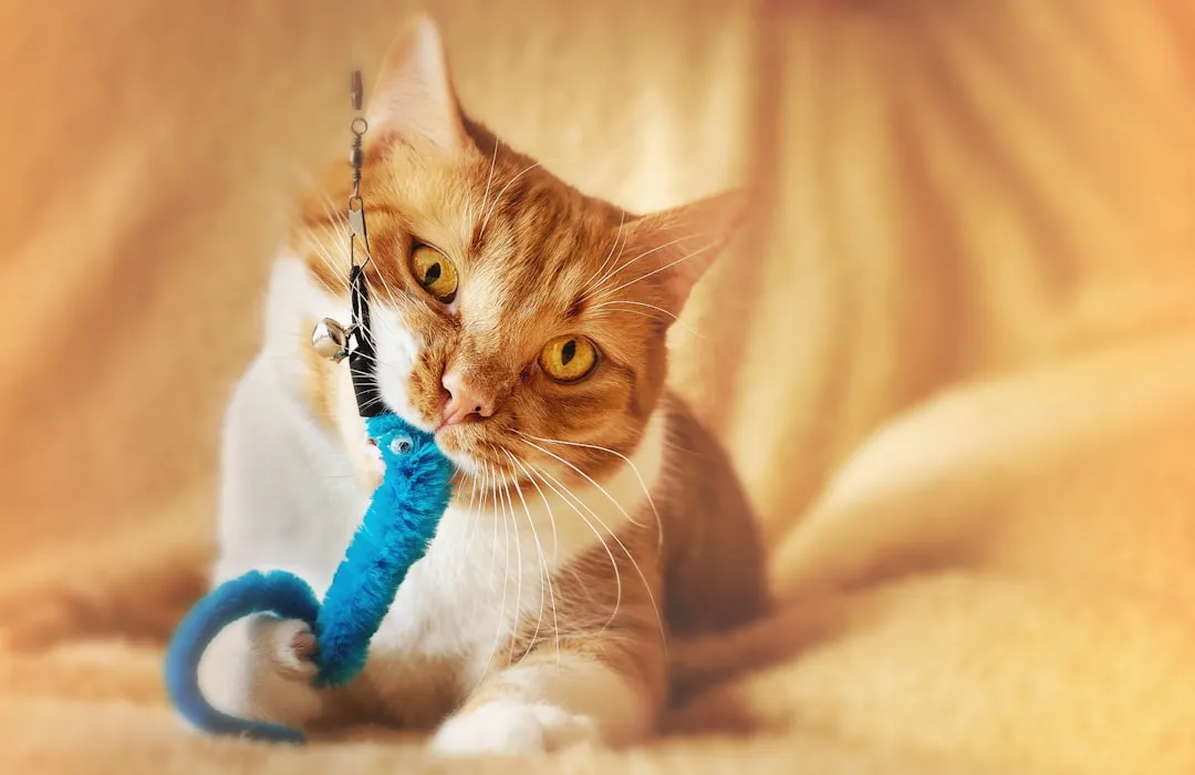 #7 - Toy Arranging and "Gift" Rituals While You Sleep (Image Credits: Unsplash)
