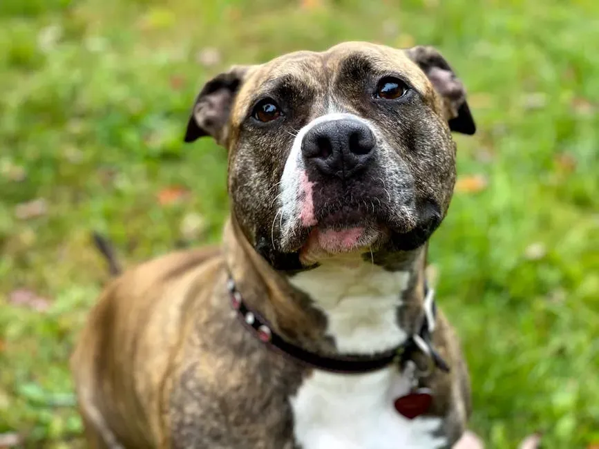 Pit Bulls Crush the Numbers (Image Credits: Pexels)