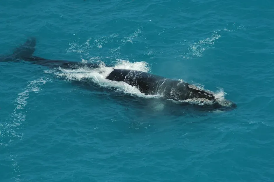 North Atlantic Right Whale: Ocean Wanderer (Image Credits: Pexels)