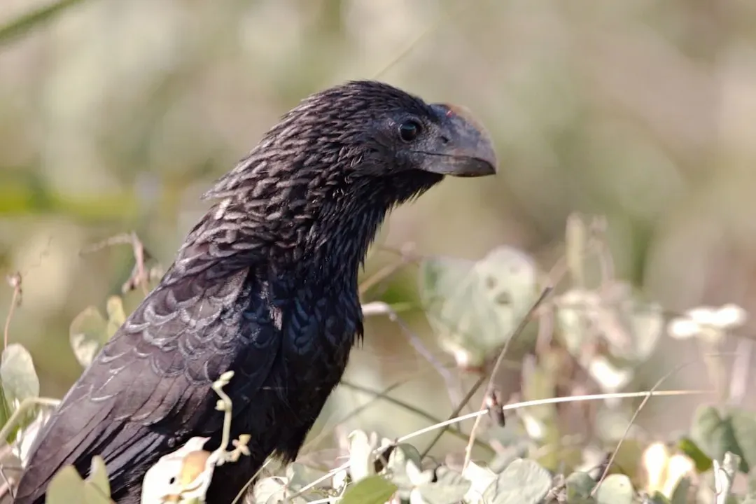 12. Ravens Sometimes Mimic Other Animals to Get What They Want (Image Credits: Unsplash)