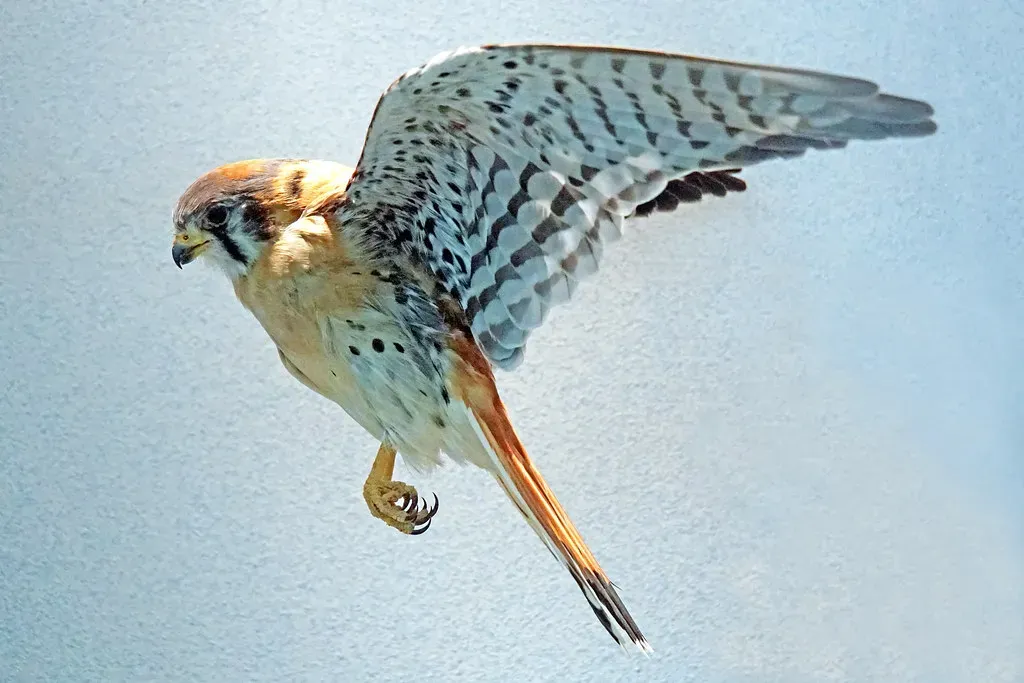 American Kestrel: The Tiny but Fierce Falcon (Image Credits: Flickr)