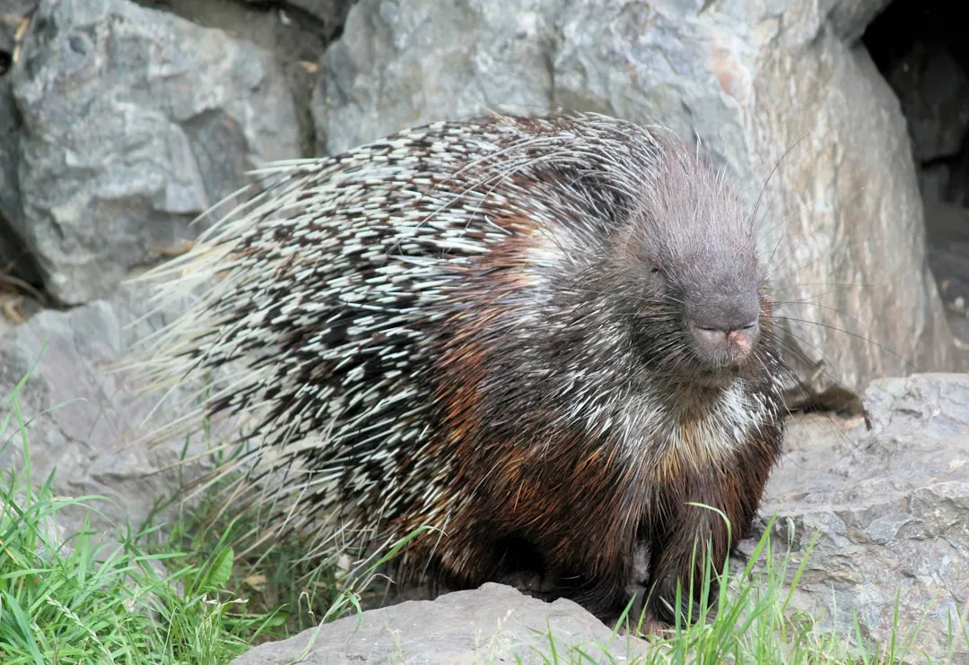They Regrow Quills Like Living, Self‑Maintaining Armor (Image Credits: Unsplash)