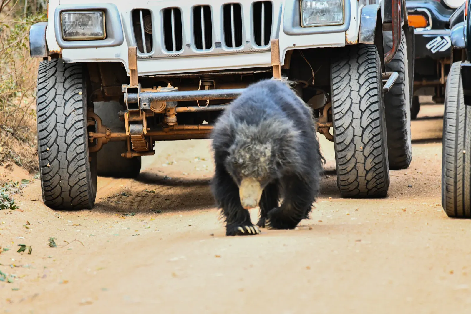 Human Expansion Is Pushing Wildlife Into Direct Conflict With People (Image Credits: Wikimedia)
