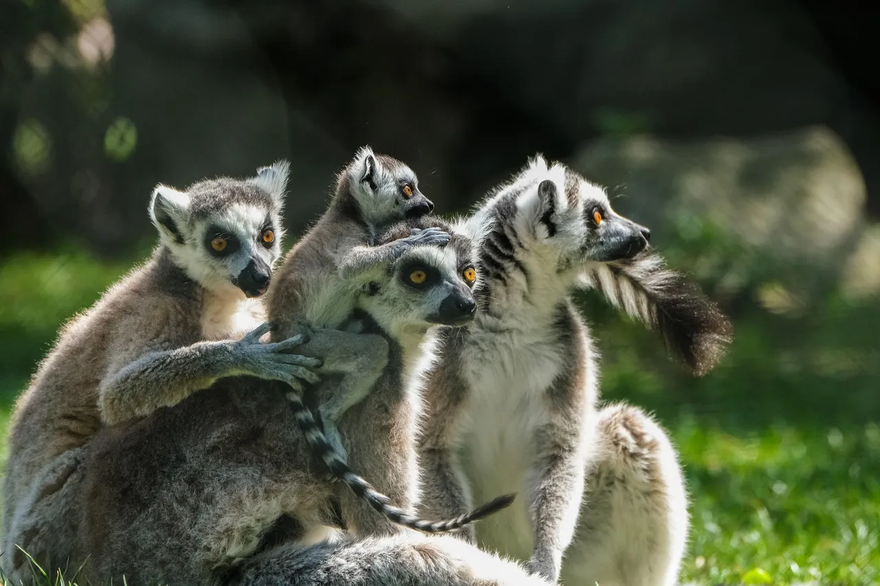 3. It’s a Lemur Specialist and Apex Predator (Image Credits: Pixabay)