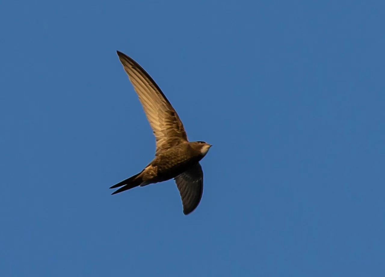 #3 - Chimney Swifts No Longer Roost in Chimneys by the Thousands (Image Credits: Pixabay)