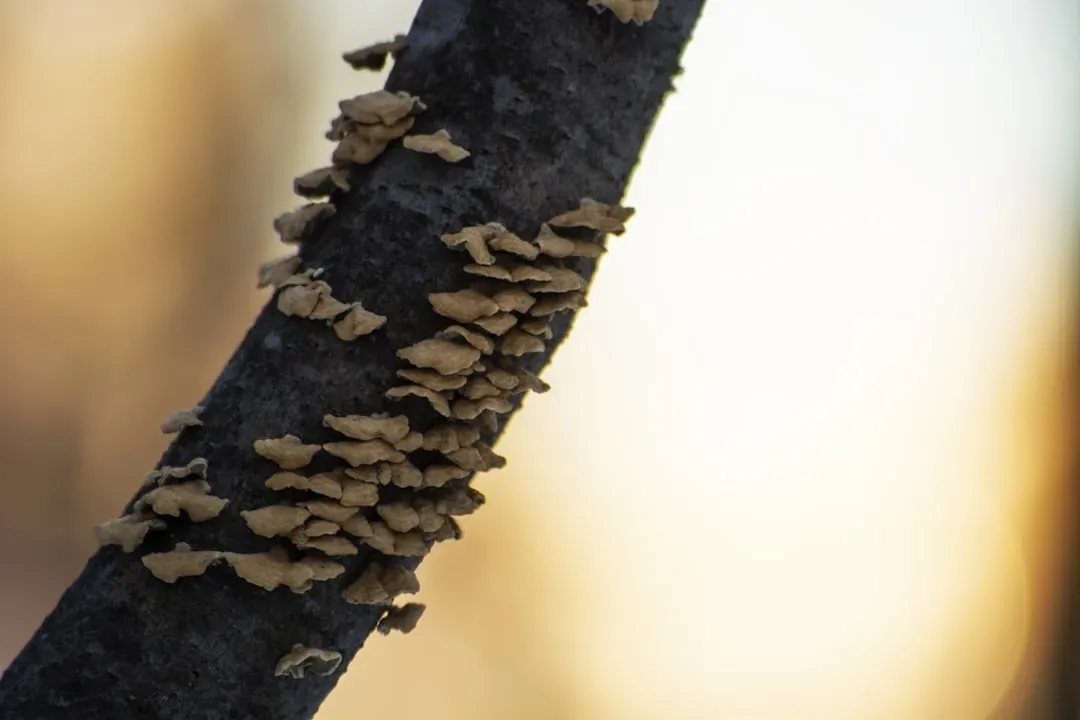 Sign #2: Discarded Wings Near Windows and Doors (Image Credits: Unsplash)