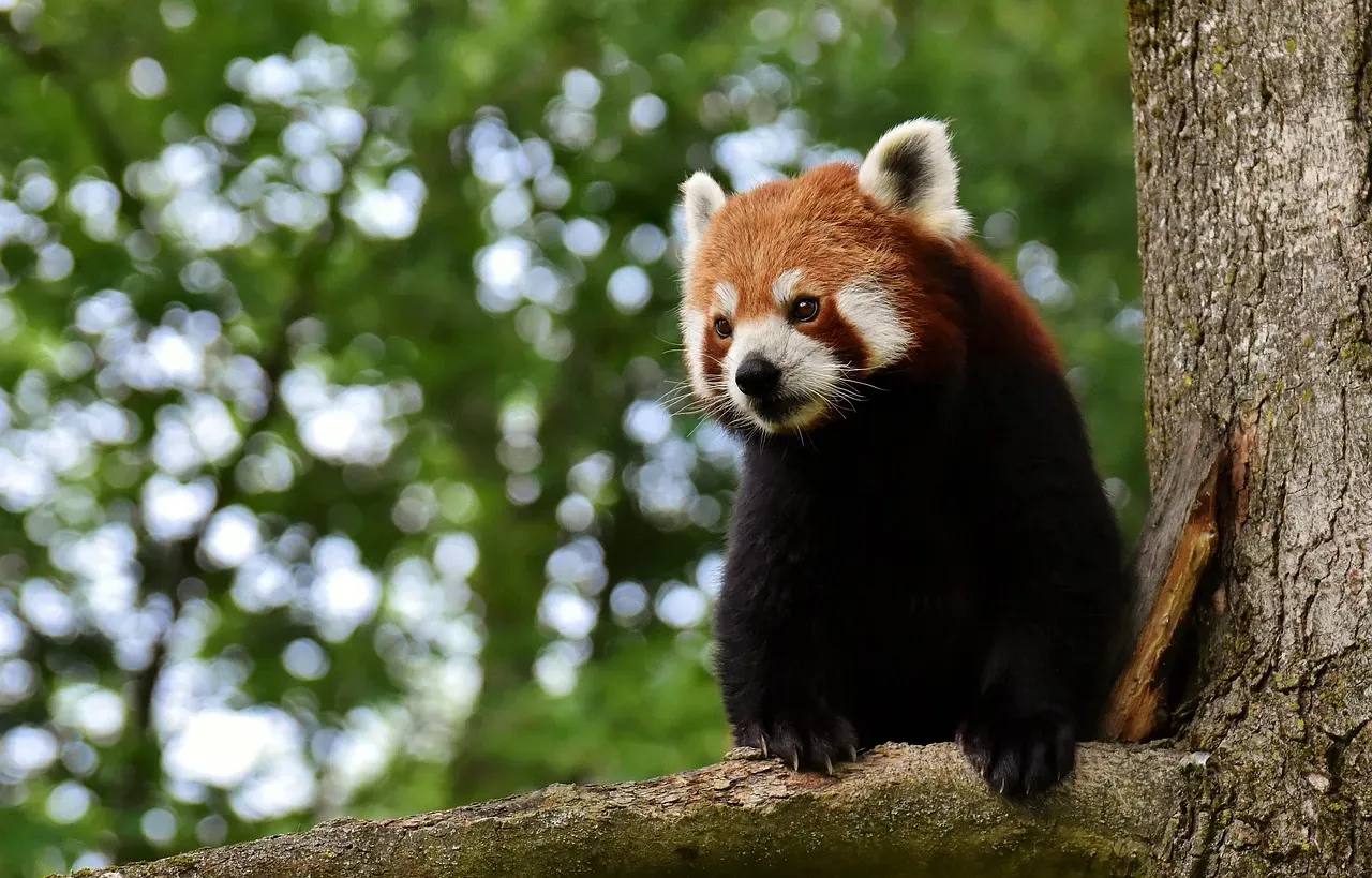 Libra and the Red Panda (Image Credits: Pixabay)
