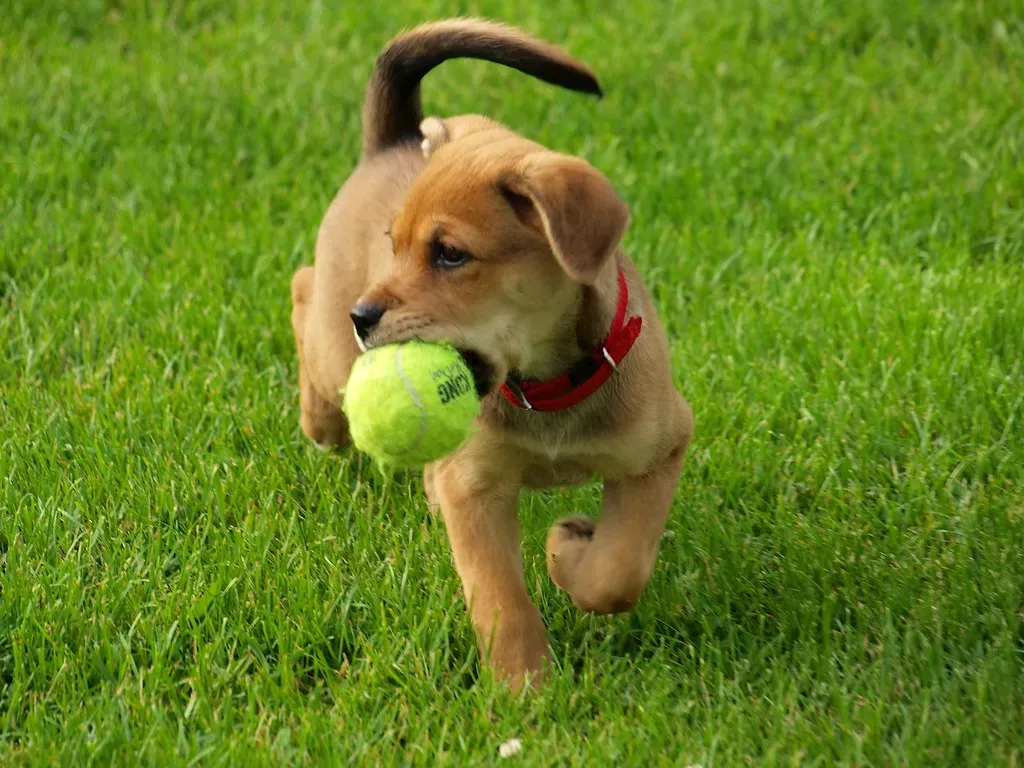 Boxer (Image Credits: Flickr)