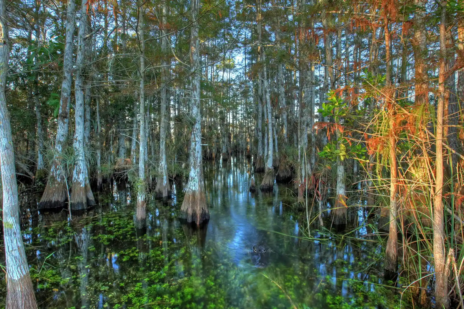 Everglades, United States (By Everglades NPS from Homestead, Florida, United States, Public domain)